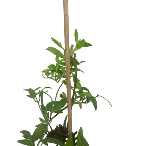 Limited Edition Clematis Plants (Japan)