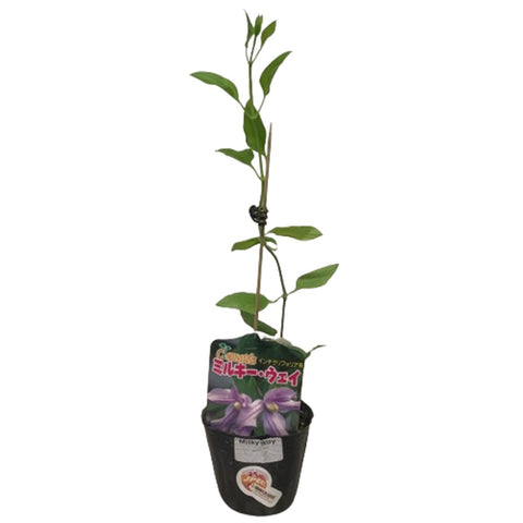 Limited Edition Clematis Plants (Japan)