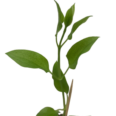 Limited Edition Clematis Plants (Japan)