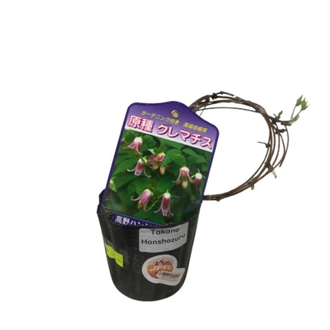 Limited Edition Clematis Plants (Japan)