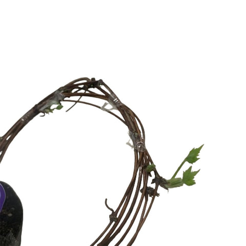 Limited Edition Clematis Plants (Japan)