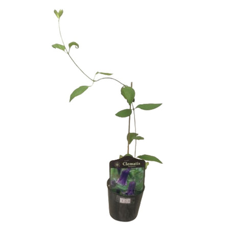 Limited Edition Clematis Plants (Japan)