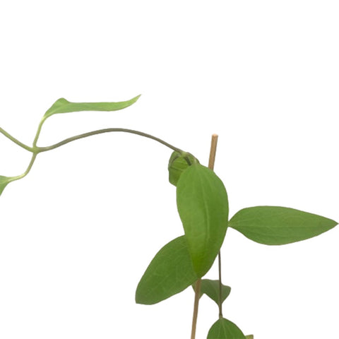 Limited Edition Clematis Plants (Japan)
