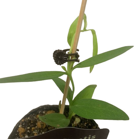 Limited Edition Clematis Plants (Japan)