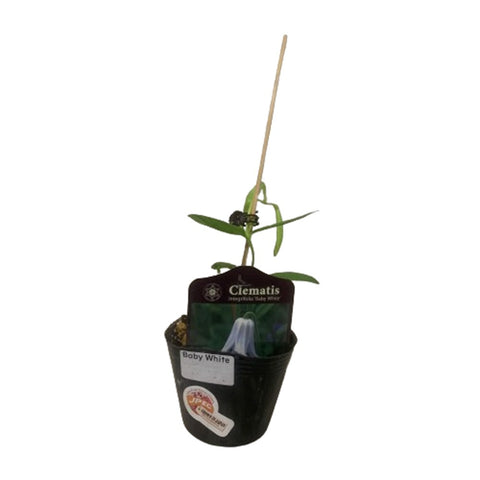 Limited Edition Clematis Plants (Japan)