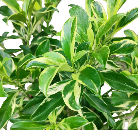African Jasmine Variegated (Fagraea Ceilanica Variegata)