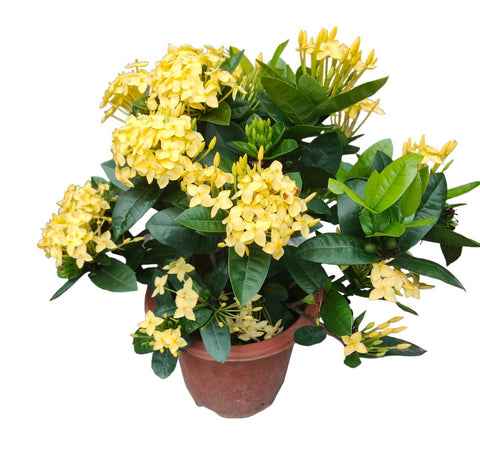 Ixora (West Indian Jasmine)