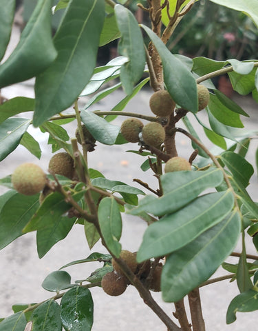 Dimocarpus longan (grafted)