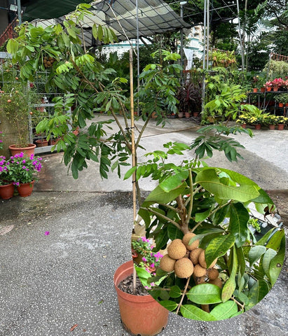 Dimocarpus longan (grafted)