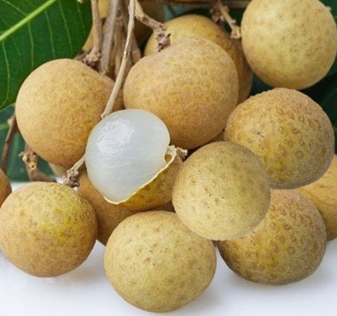 Dimocarpus longan (grafted)