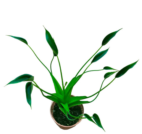 Alocasia Tiny Dancer