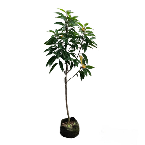 Magnolia Champaca (Cempaka kuning)