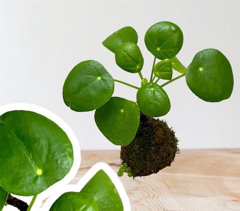 Pilea Peperomioides kokedama (Chinese Money Plant)