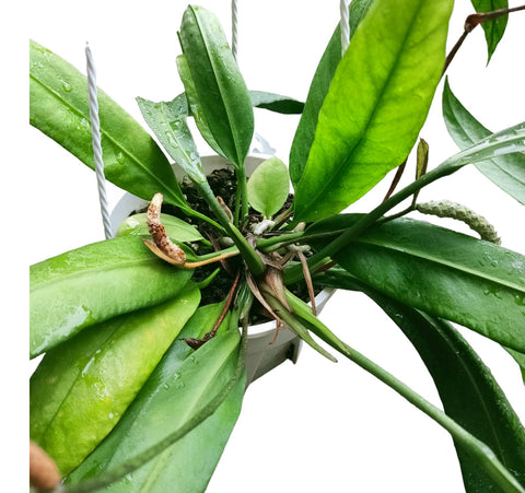 Anthurium vittarifolium (Strap Leaf Anthurium)