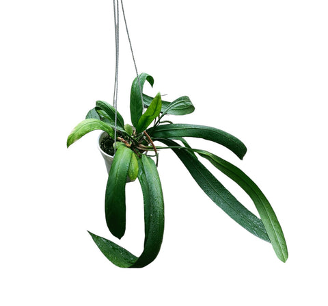 Anthurium vittarifolium (Strap Leaf Anthurium)