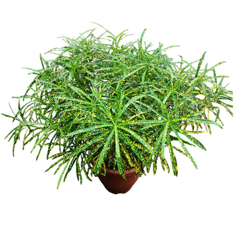 Croton Dust Gold (Codiaeum Variegatum)