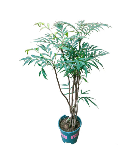 Mahonia fortunei 十大功劳