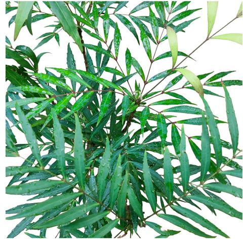 Mahonia fortunei 十大功劳