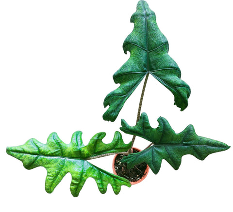 Alocasia Jacklyn