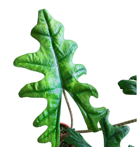Alocasia Jacklyn