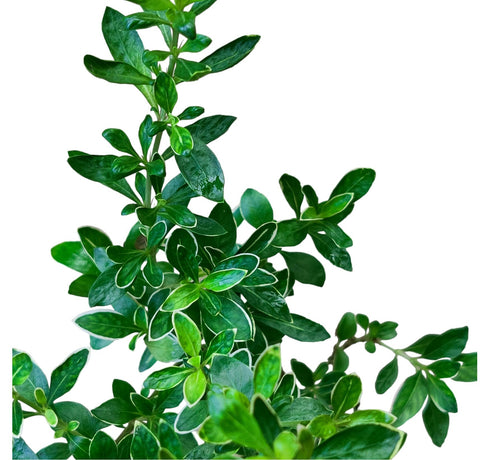 Serissa japonica 'Snow Leaves'