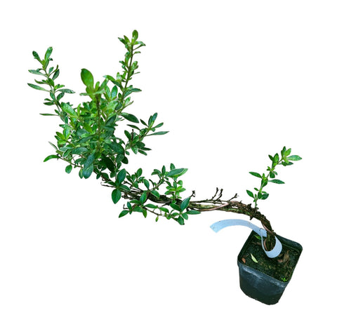 Serissa japonica 'Snow Leaves'