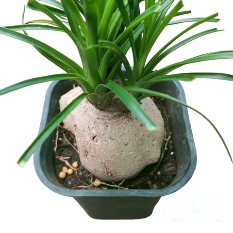 Ponytail Palm (Beaucarnea recurvata)