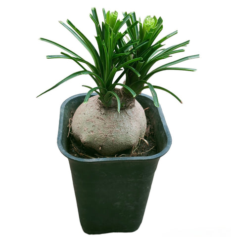 Ponytail Palm (Beaucarnea recurvata)