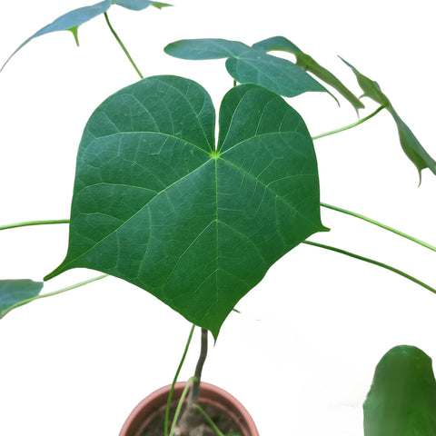 Sterculia colorata