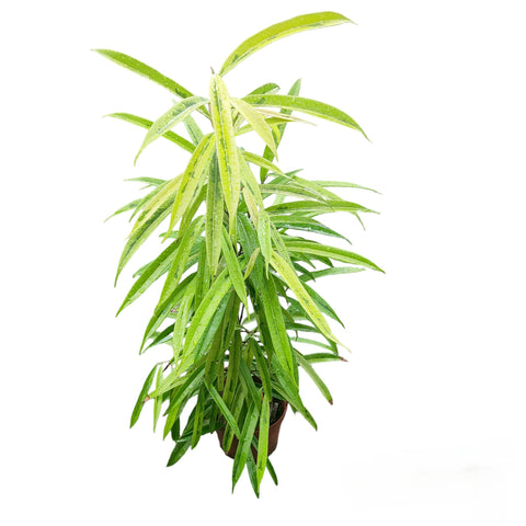Ficus 'Amstel Gold' (Ficus binnendijkii Tree)