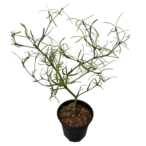 Euphorbia hedyotoides