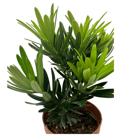Mini Podocarpus Macrophyllus 'Maki'