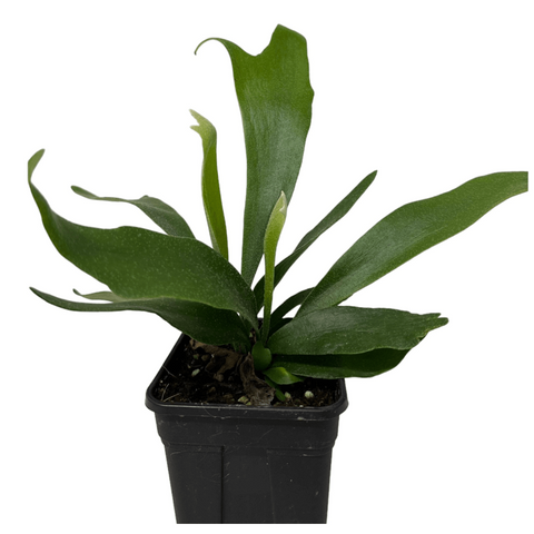 二歧鹿角蕨 Platycerium Bifurcatum (Staghorn Fern)