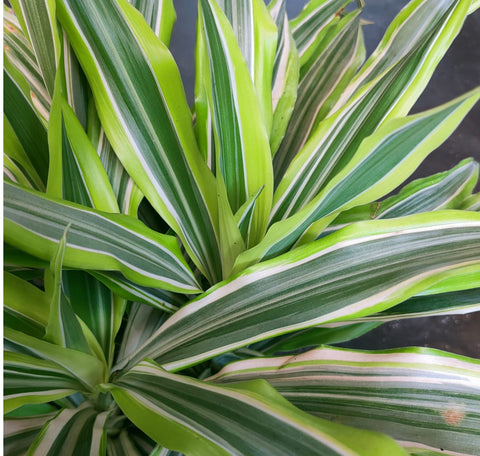 Dracaena Lemon Lime