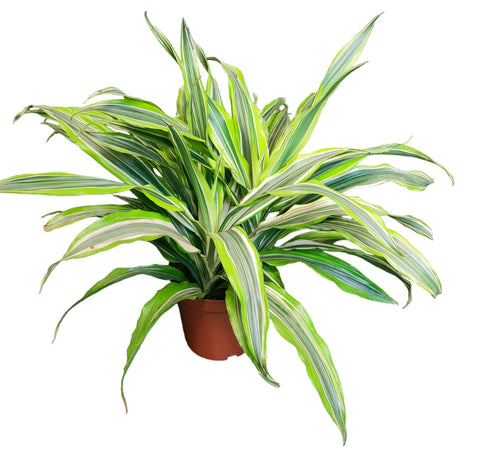 Dracaena Lemon Lime