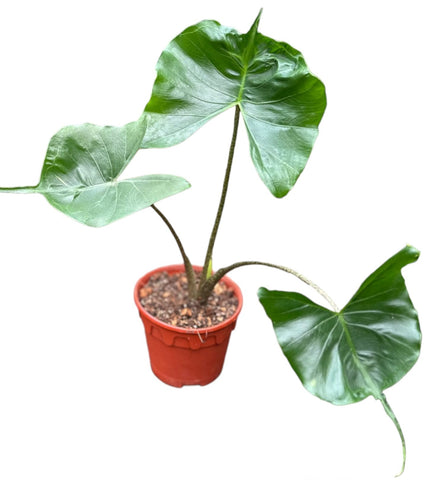 Alocasia Macrorrhizos 'Stingray'