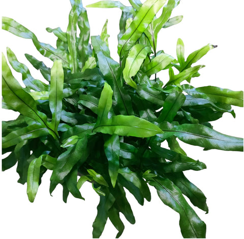 Zealandia pustulata (Kangaroo Fern)
