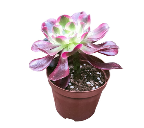Aeonium