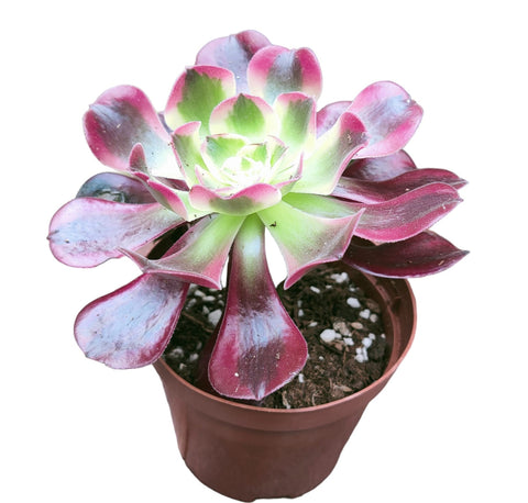 Aeonium