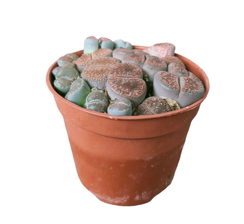 Lithops (Living Stone)