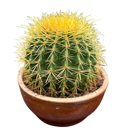 Echinocactus Grusonii (Golden Barrel Cactus)