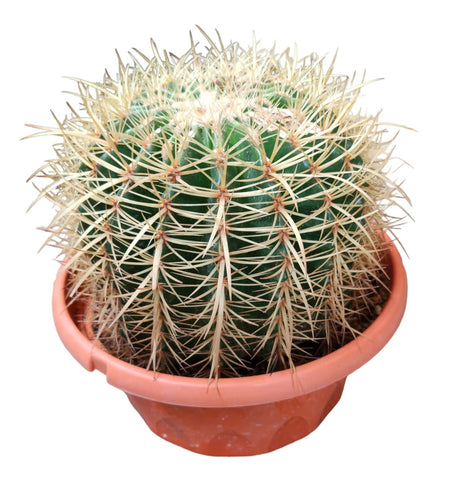 Echinocactus Grusonii (Golden Barrel Cactus)
