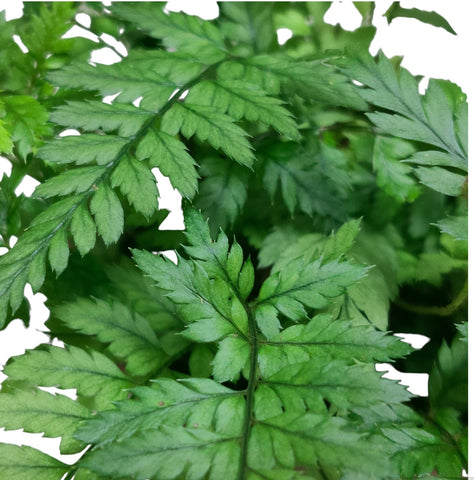 Polystichum pianmaense 片马耳蕨