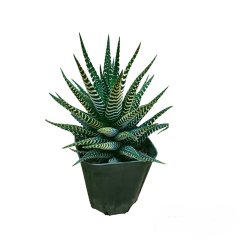 Haworthia Fasciata 'Alba' Albino
