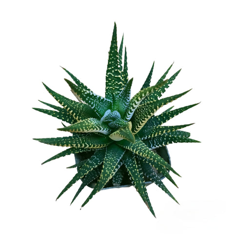 Haworthia Fasciata 'Alba' Albino