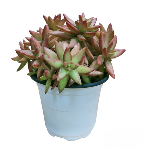 Sedum Adolphii