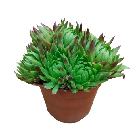 Sempervivum globiferum