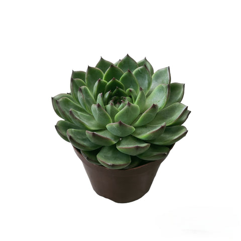 Echeveria Agavoides Lipstick 口红