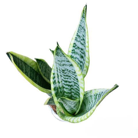 Sansevieria Superba 'Snow White'