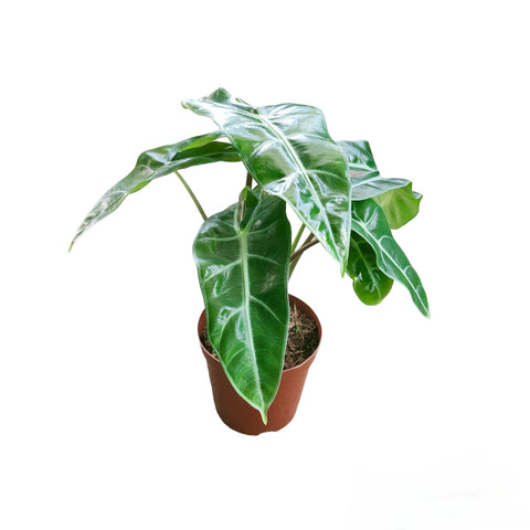 Alocasia Longiloba